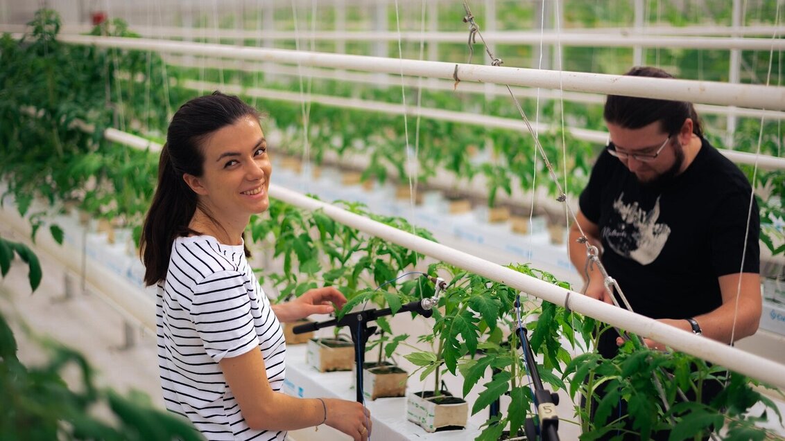 Image of two scientist standing at microphones positioned to register audio from lines of tomato plants growing in an experimental glasshouse 